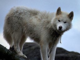 Loup du Groenland